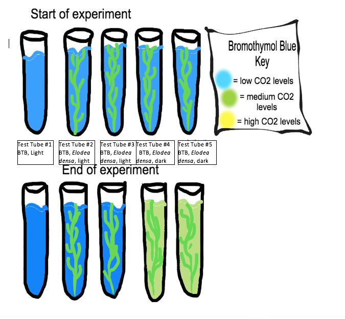 RHS Biology Unit 2 Exam Quiz, Trivia & Questions